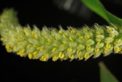 Salix ×fragilis. Male catkin before opening of anthers showing hairy flower bracts.
 Image: D. Glenny © Landcare Research 2020 CC BY 4.0